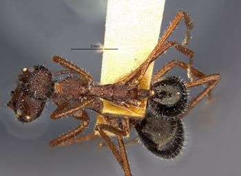 Media type: image;   Entomology 9104 Aspect: habitus dorsal view